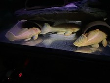 pleco for sale pleco for sale AMERSHAM