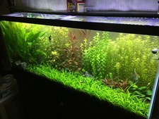 Gallon fish tank for sale  Boston