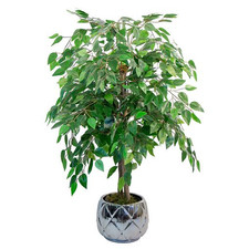 Maia shop ficusbaum gebraucht kaufen  Berlin