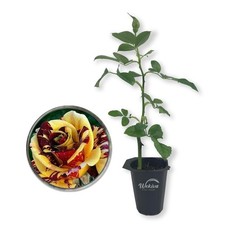 Simsalabim rose bush for sale  USA