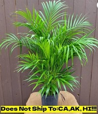 Bamboo palm pot for sale  Homestead