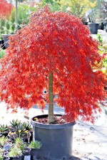 Acer palmatum crimson for sale Acer palmatum crimson for sale  NORTHWICH