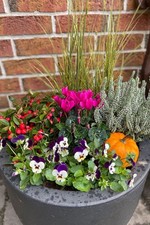 Herbst blumen set gebraucht kaufen  Wesel