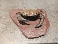 Taxidermied specimen montagues for sale  PAIGNTON