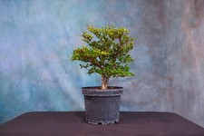 Dwarf black olive for sale  North Fort Myers