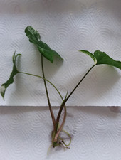syngonium variegata albo gebraucht kaufen syngonium variegata albo gebraucht kaufen Chemnitz
