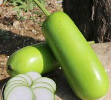 Calabash bottle gourd for sale  El Monte