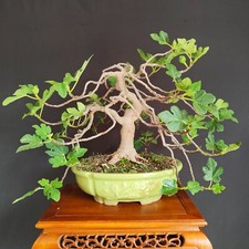 Bonsai esemplare fico usato  San Pancrazio Salentino