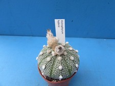 Astrophytum hybrid 5.2cm for sale  BIRMINGHAM