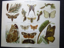 Tiere farb lithographie gebraucht kaufen  Wesenberg