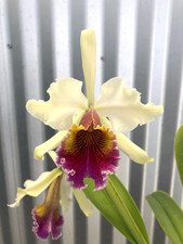 cattleya rex for sale cattleya rex for sale USA