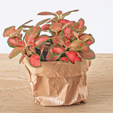 Terrarium set jungle gebraucht kaufen  Mettingen