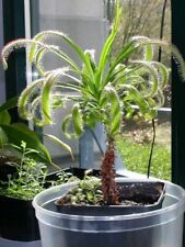 Drosera capensis forma usato  Reggio Calabria