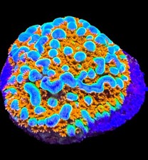 Live coral montipora for sale  Tampa