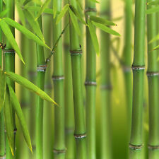 Green bamboo phyllostachys for sale  PETERBOROUGH