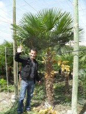 Xxxl palme trachycarpus gebraucht kaufen  Miltenberg