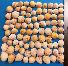 Atantic cockle seashells for sale  Fort Myers