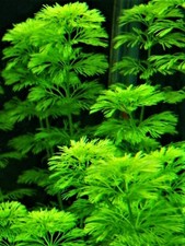 Limnophila sessiflora heteroph d'occasion  Ingwiller