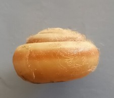 Landsnail rare offer d'occasion  Expédié en Belgium