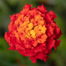 Pianta lantana camara usato  Valva