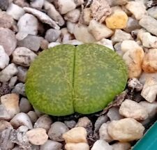 Lithops lesliei albinica for sale  CHESTER