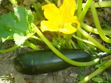 Graines courgettes verte d'occasion  Saintes