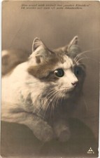 Tiere katze foto gebraucht kaufen  Bad Bevensen