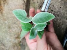 Sinningia leucotricha bareroot for sale  GLASGOW