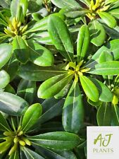 Pittosporum tobira nanum for sale  HEREFORD