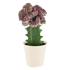 Light purple marmaid for sale  Dover