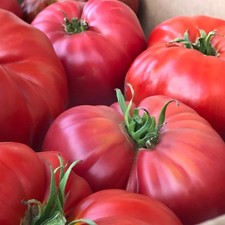 100 heirloom delicious for sale  Spring Branch
