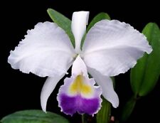 Orchidee cattleya trianae d'occasion  Bischoffsheim