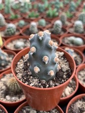 Tephrocactus molinensis fk91 d'occasion Tephrocactus molinensis fk91 d'occasion  Langon