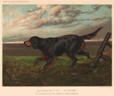 Dogs. gordon setter. for sale  Shipping to Ireland