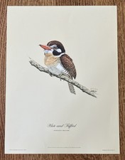 White eared puffbird for sale  Northville