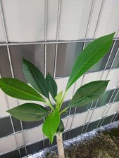 Plumeria frangipani 70cm gebraucht kaufen  Garbsen