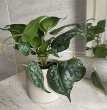 Artificial trailing plant for sale  SOUTHEND-ON-SEA