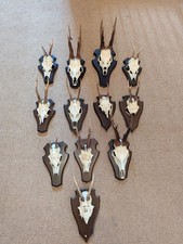 Collection roe deer for sale  MELROSE