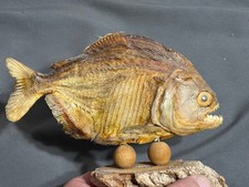Real piranha dried for sale  Union
