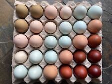 Fertile chicken hatching for sale  Bellingham