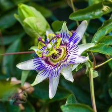 Climbing plant passiflora for sale  PETERBOROUGH