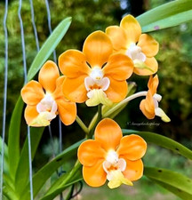 Rare vanda denisoniana for sale  LONDON