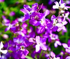 Night scented stock for sale  DEWSBURY