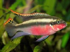 Dwarf cichlid krib for sale  BOLTON