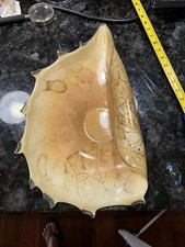 Beautiful vintage conch for sale  Ormond Beach