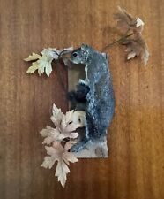 Taxidermy mount squirrel for sale  Naugatuck