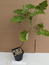 Pelargonium vitifolium her gebraucht kaufen  Stuttgart