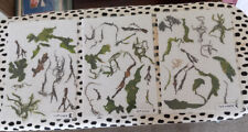 Seaweed dried pressed for sale  BEXHILL-ON-SEA