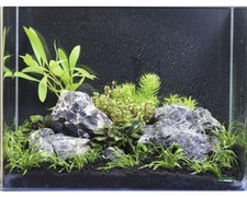Aquarien wasserpflanzenpaket g gebraucht kaufen Aquarien wasserpflanzenpaket g gebraucht kaufen  Deutschland