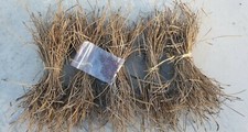 Common whiteleaf manzanita for sale  Coarsegold
